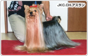 JKC.CH.アスラン